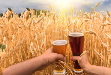 Bicchieri di birra con campo di grano sullo sfondo