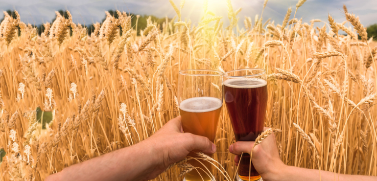 Bicchieri di birra con campo di grano sullo sfondo