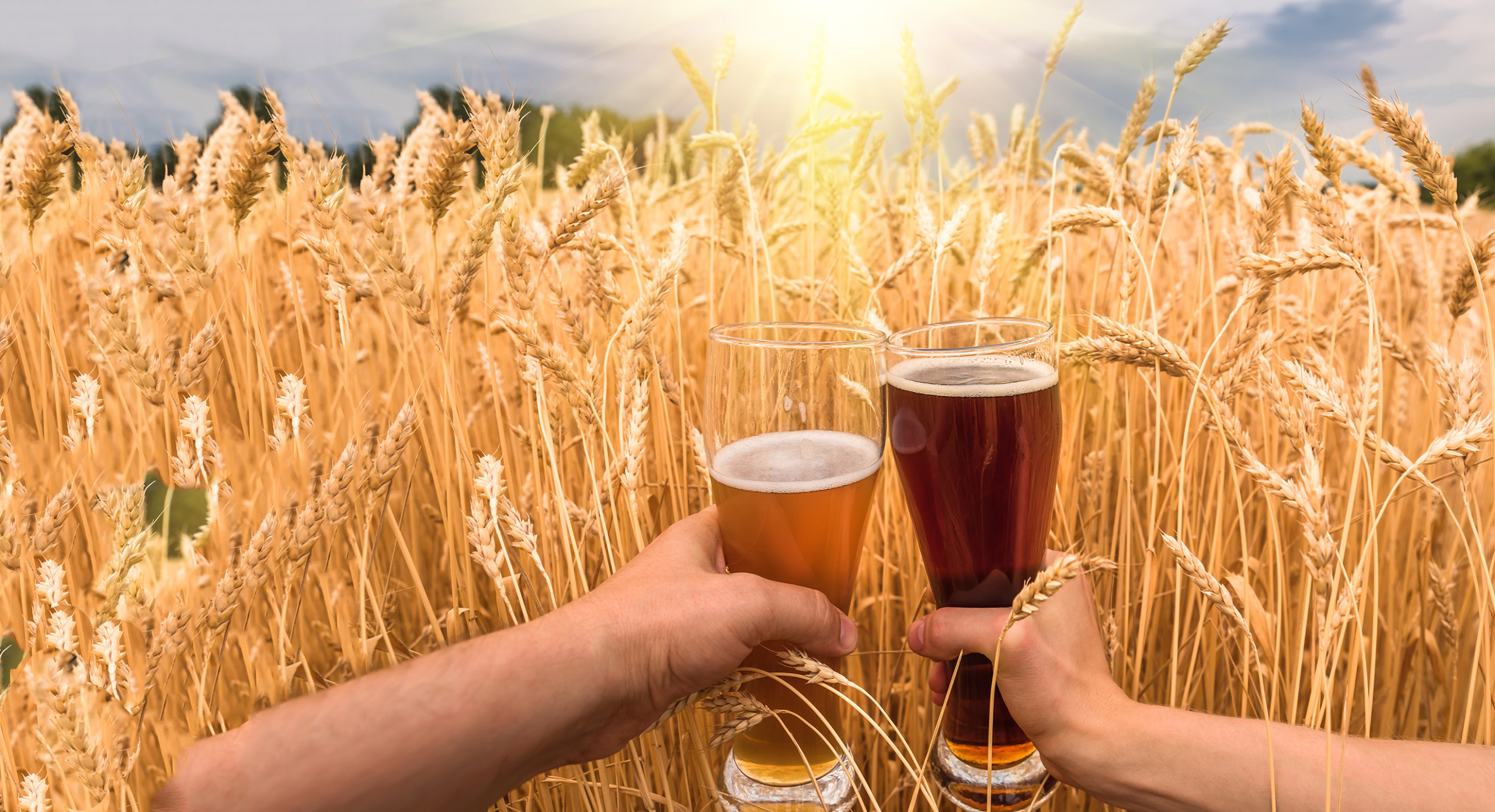 Bicchieri di birra con campo di grano sullo sfondo