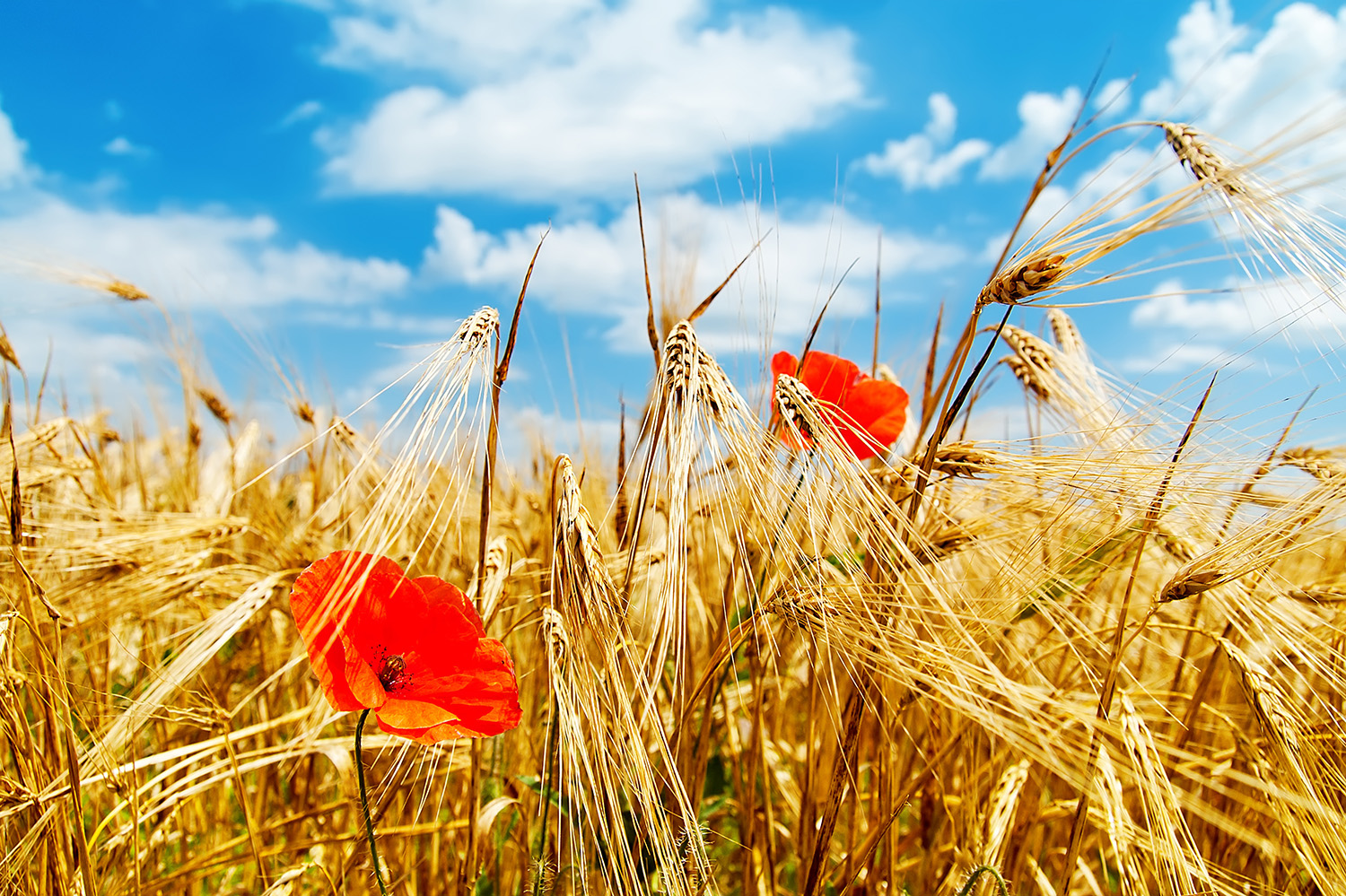 campo grano